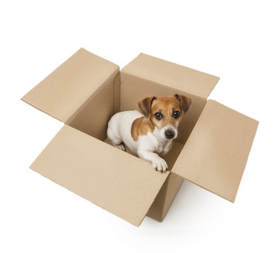 11,935 BEST Dog Cardboard Box IMAGES, STOCK PHOTOS & VECTORS | Adobe Stock