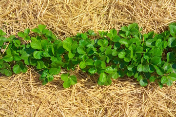 Erdbeerpflanzen mit Stroh in satten Farben