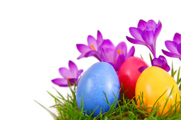 Colorful Easter eggs and primula flowers.