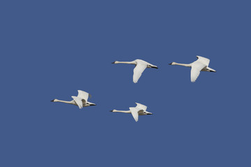 Tundra Swans in Flight