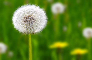 Dandelion