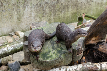 Zwergotter - Aonyx cinerea