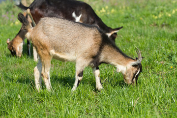Naklejka na ściany i meble Young goat pasture