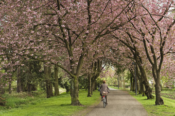 Kirschblütenallee