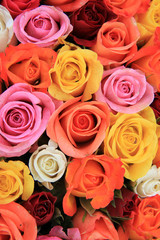 Multicolored wedding roses