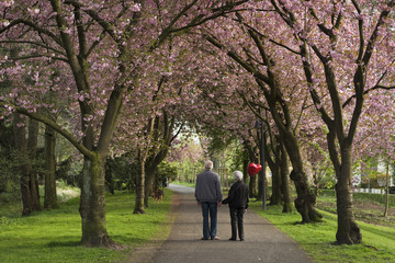 Kirschblüte mit Seniorenpaar