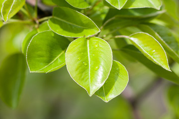 Fototapeta na wymiar Zielonym tle liści