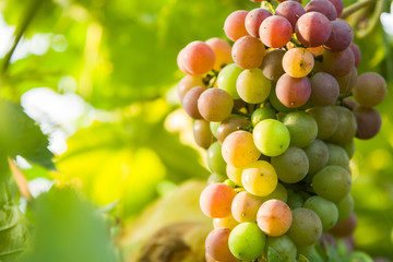 closeup of grapes in a vineyard