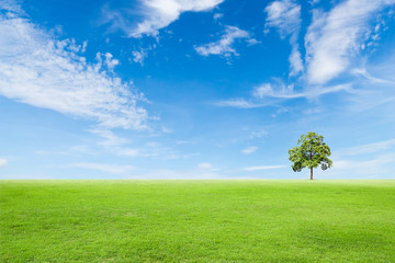 green grass field with tree and blue sky