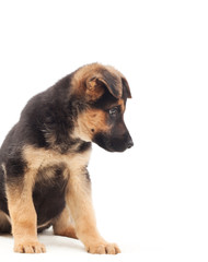 German Shepherd puppy on a white background isolated