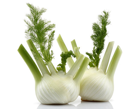 Two Fennel