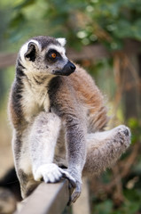 Ring-tailed lemur (Lemur catta)