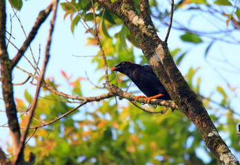 Sri Lanka Hill Myna