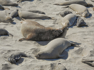 Fototapeta premium Elephant seals colony