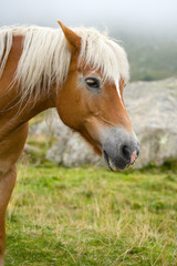 Pferd in den Alpen