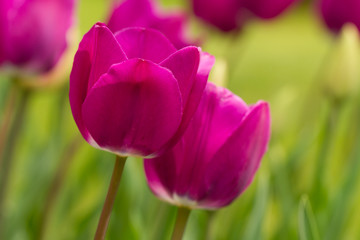 Obraz premium tulip in the field