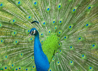 Obraz premium peacock