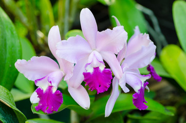 Beautiful Purple Orchid