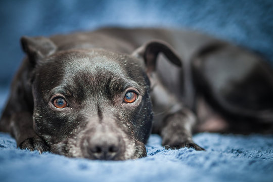 staffordshire bull terrier dog posing