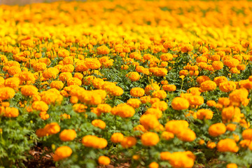 marigold