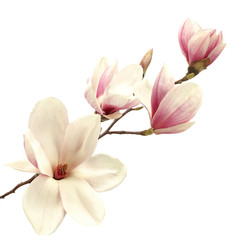 Obraz premium magnolia