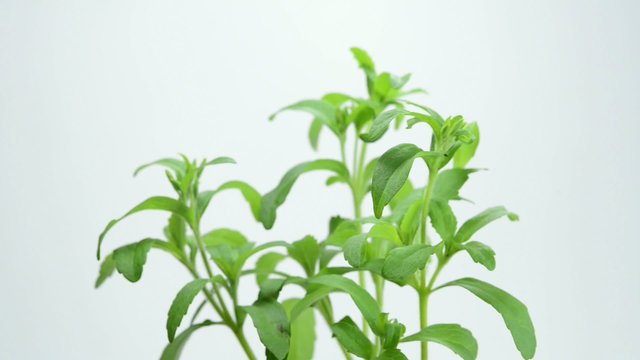 Stevia rebaudiana, Zuckerersatz