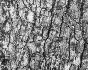 bark