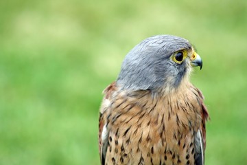 bird of prey