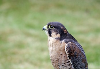 bird of prey