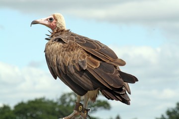 vulture