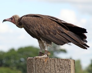 bird of prey