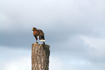 bird of prey in flight