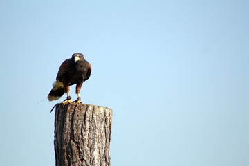 bird of prey