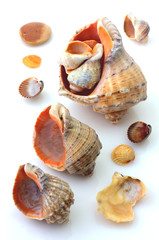 Shells and Rapana isolated on white