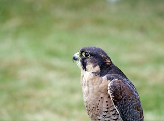 bird of prey
