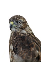 bird of prey