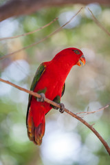 Beautiful red parrot bird