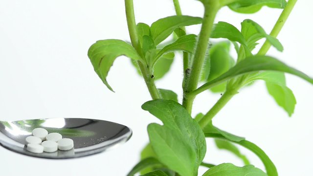 Stevia,frische Pflanze mit Stevia Tabletten