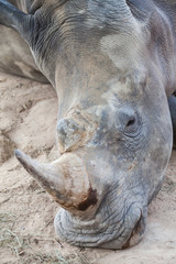 Obraz premium white rhinio