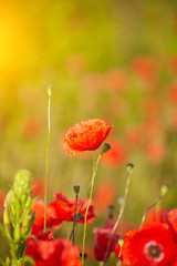 Field of Poppy Flowers Papaver rhoeas in Spring