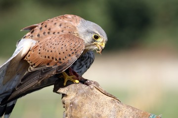 stunning bird of prey