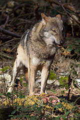 Plakat timber wolf with prey