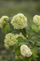 hydrangea in the garden