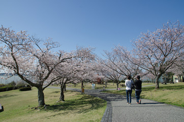 A cherry blossom tree in a park