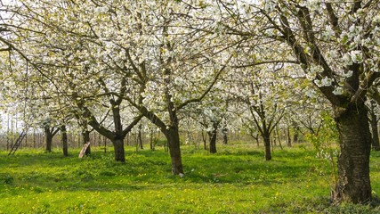 Fototapeta na wymiar Blooming fruit orchard in spring