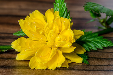 yellow flower