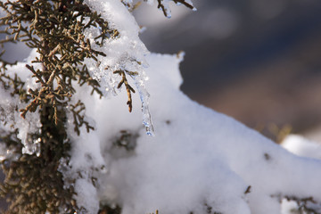 snowy pine tree