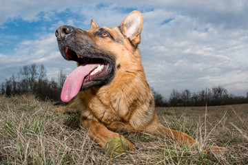German Shepherd playing