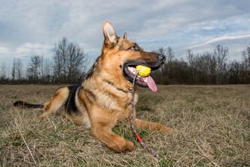German Shepherd playing