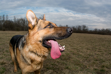 German Shepherd playing